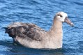 Black-footed Albatross